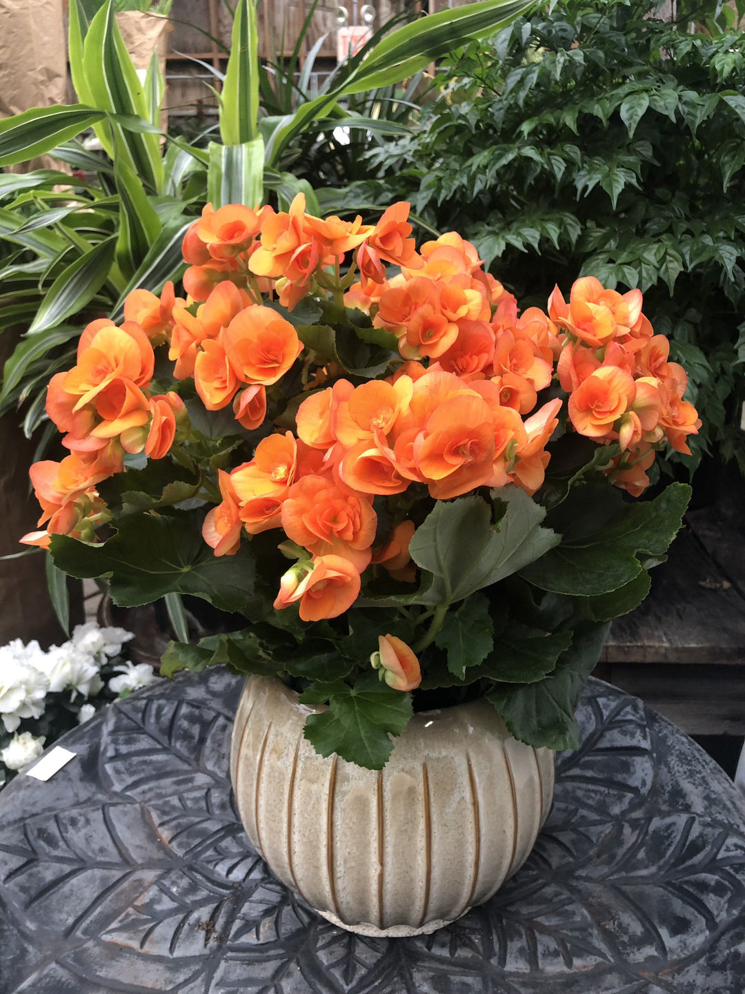 Orange Begonia Flower Seeds for Planting – Heirloom Non-GMO High Germination Organic Seeds