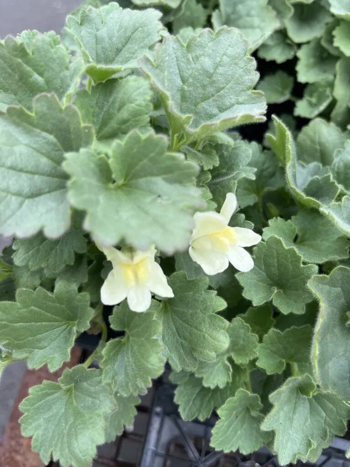 Asarina Procumbens Flower Seeds for Planting – Heirloom Non-GMO High Germination Organic Seeds