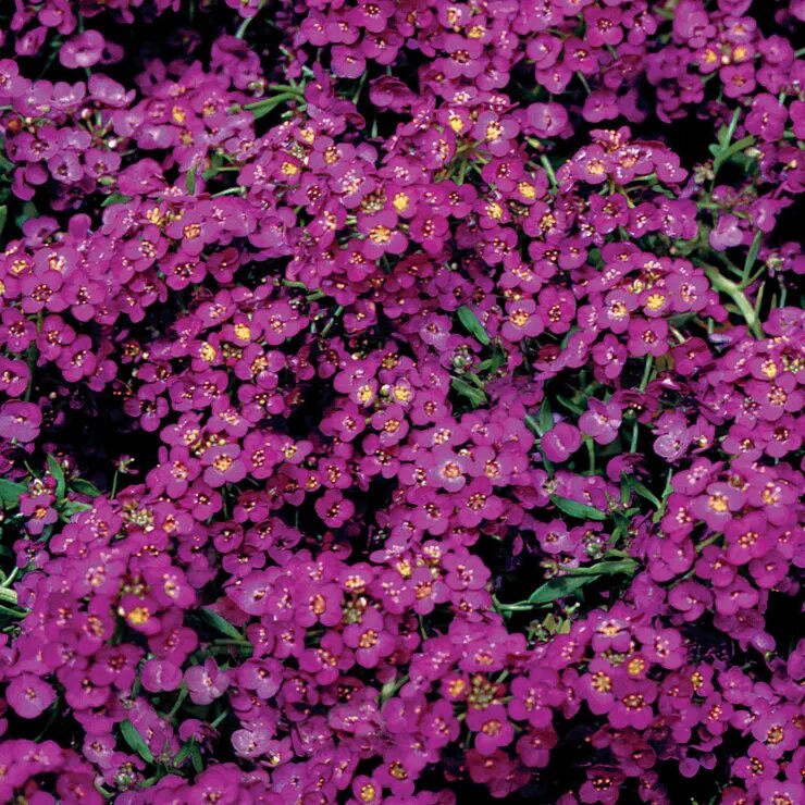 Deep Violet Aubrieta Flower Seeds for Planting – Heirloom Non-GMO High Germination Organic Seeds