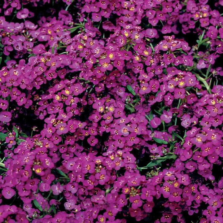 Deep Violet Aubrieta Flower Seeds for Planting – Heirloom Non-GMO High Germination Organic Seeds