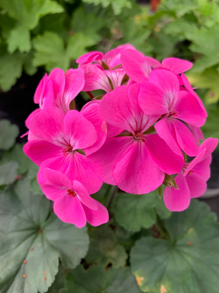 Pink Blooming Geranium Flower Seeds – Heirloom Non-GMO High Germination Organic Seeds