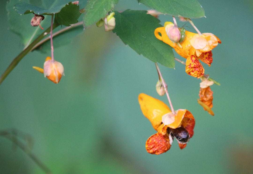 Jewelweed Flower Seeds Orange – Heirloom, Non-GMO, High Germination Seeds