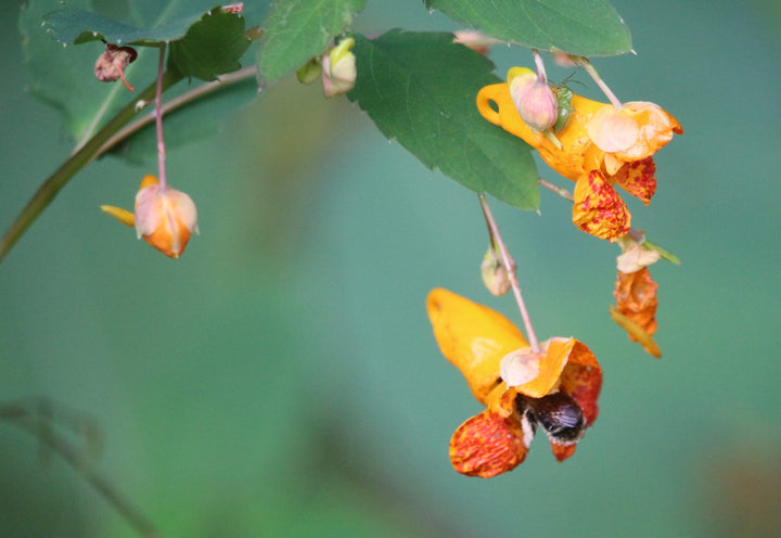 Jewelweed Flower Seeds Orange – Heirloom, Non-GMO, High Germination Seeds