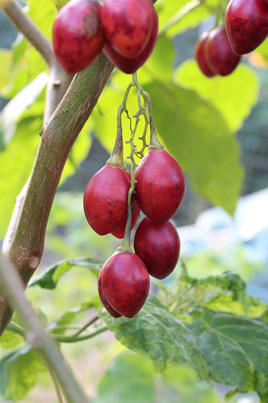 Tamarillo Fruit Seeds for Planting – Heirloom Non-GMO, High Germination Organic Garden Seeds
