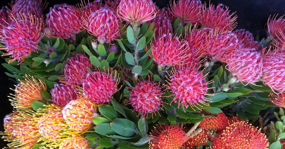 Semillas de flores de Leucospermum mixtas – Variedad tradicional, sin OGM, semillas de alta germinación