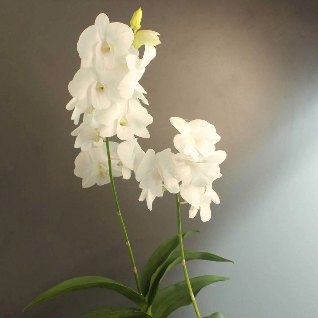 White Dendrobium Flower Seeds – Heirloom Non-GMO High Germination Seeds