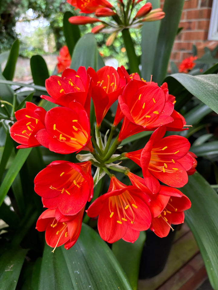 Perennial Clivia Flower Seeds Red – Heirloom Non-GMO High Germination Seeds
