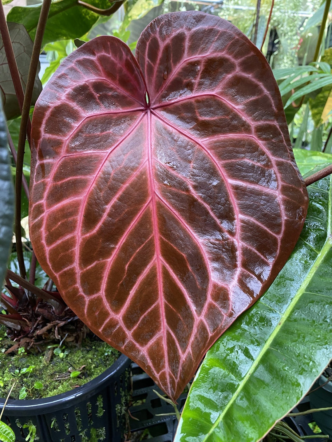 Anthurium Crystallinum herb seeds