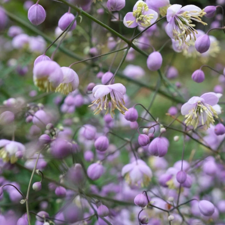 Lavender Thalictrum Flower Seeds – Heirloom, Non-GMO, High Germination Seeds