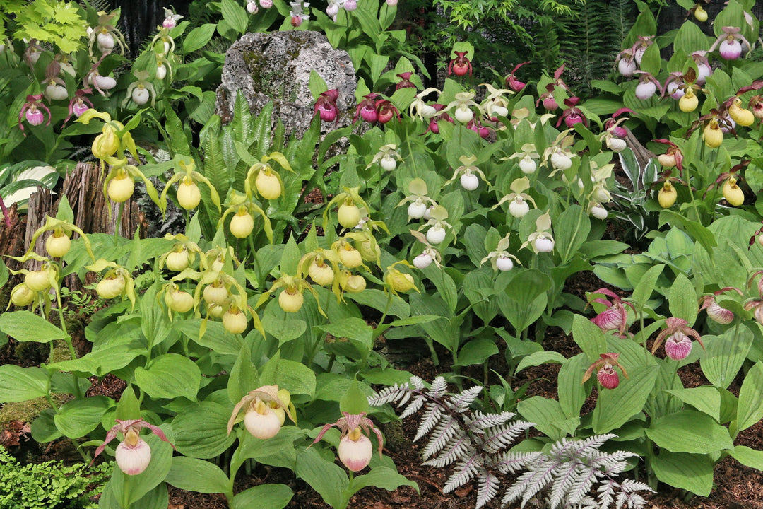 Mixed Cypripedium Flower Seeds – Heirloom Non-GMO High Germination Seeds