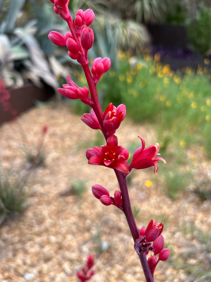 Hesperaloe Parviflora Flower Seeds – Heirloom, Non-GMO, High Germination Seeds
