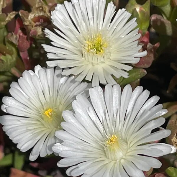 Delosperma Blumensamen Weiß – Alte Sorte Gentechnikfrei Hohe Keimrate Samen