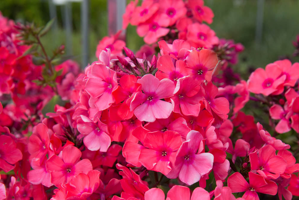 Giant Phlox Flower Seeds Red – Heirloom, Non-GMO, High Germination Seeds