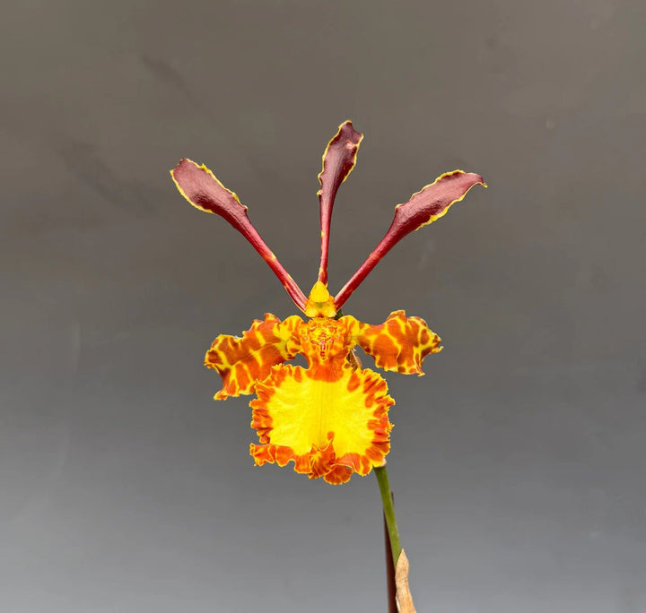 Orange Psychopsis Mariposa Flower Seeds – Heirloom, Non-GMO Seeds