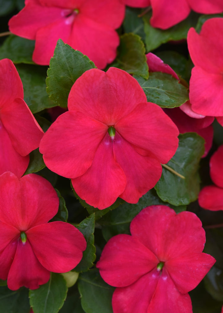 Red Impatiens Flower Seeds – Heirloom Non-GMO High Germination Organic Garden Seeds for Planting
