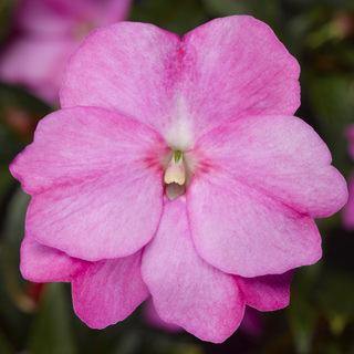 Guinea Flower Seeds Pink – Heirloom, Non-GMO, High Germination Seeds