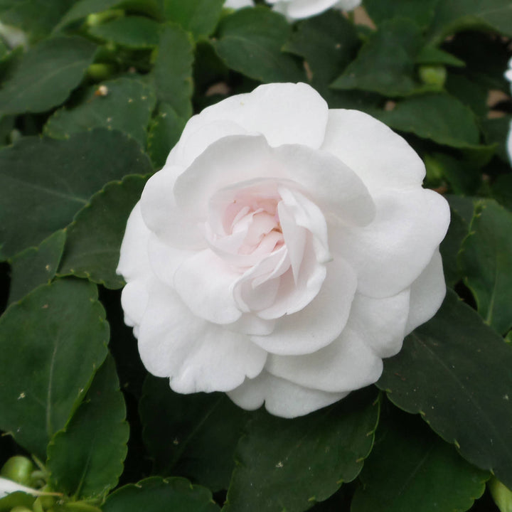 Achimenes Flower Seeds White for Planting – Heirloom Non-GMO High Germination Organic Garden Seeds