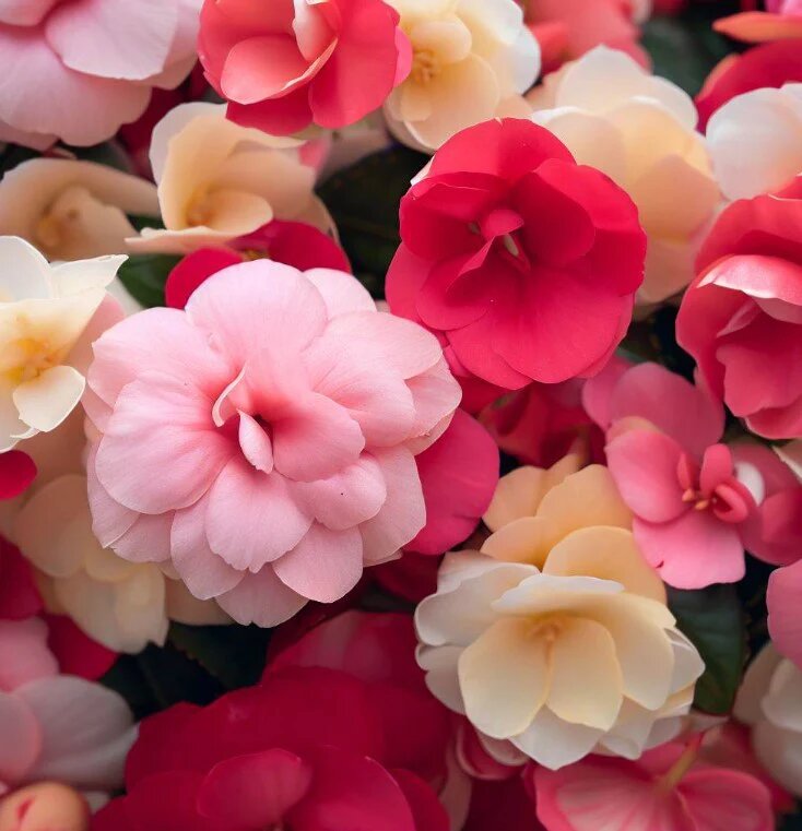 Camellia Flower Seeds Mixed – Heirloom, Non-GMO, High Germination, Organic Garden Seeds