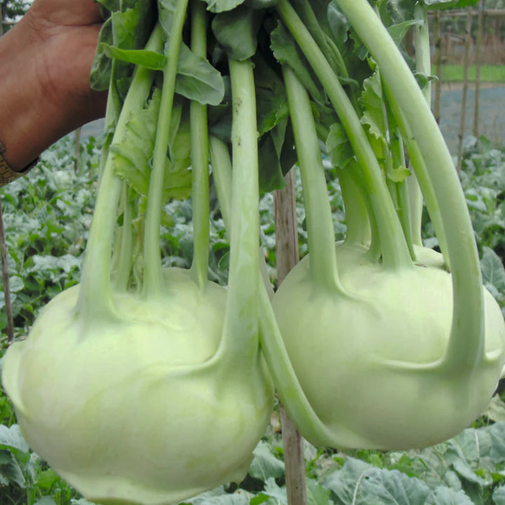 White Kohlrabi Vegetable Seeds – Heirloom, Non-GMO, High Germination Organic Garden Seeds for Planting