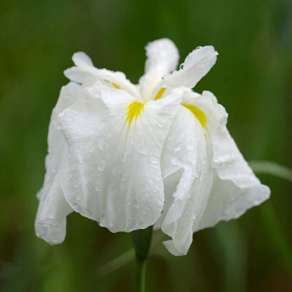 White Ensata Flower Seeds – Heirloom, Non-GMO, High Germination Garden Seeds