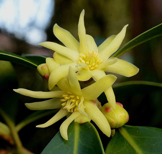 Yellow Illicium Flower Seeds – Heirloom, Non-GMO, High Germination Seeds