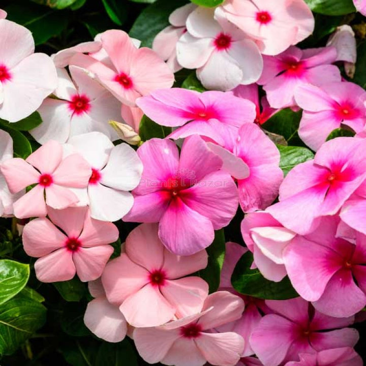 Impatiens Flower Seeds Mixed – Heirloom, Non-GMO, High Germination Seeds