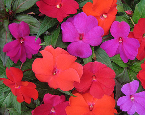 Guinea Impatiens Flower Seeds – Heirloom, Non-GMO, High Germination Seeds