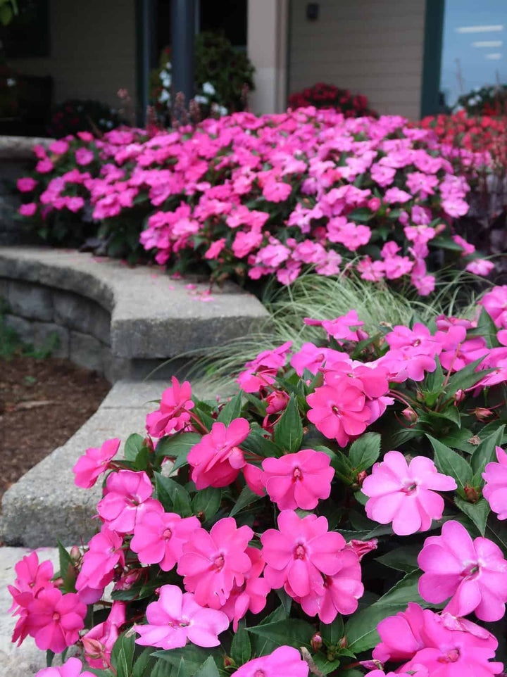 Giant Impatiens Flower Seeds Pink – Heirloom, Non-GMO, High Germination Seeds