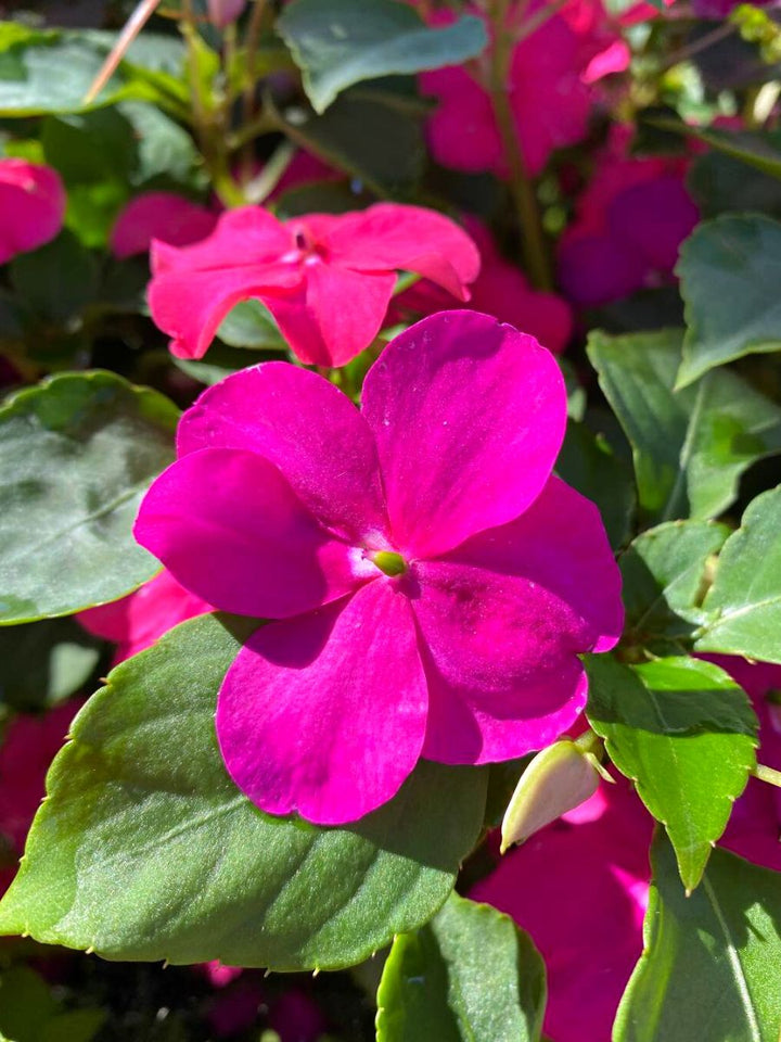 Giant Impatiens Flower Seeds Pink – Heirloom, Non-GMO, High Germination Seeds