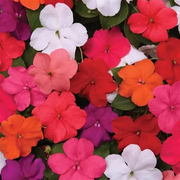 Mixed Impatiens Flower Seeds – Heirloom, Non-GMO, High Germination Seeds