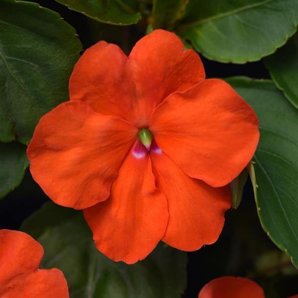 Impatiens Flower Seeds Orange – Heirloom Non-GMO High Germination Seeds