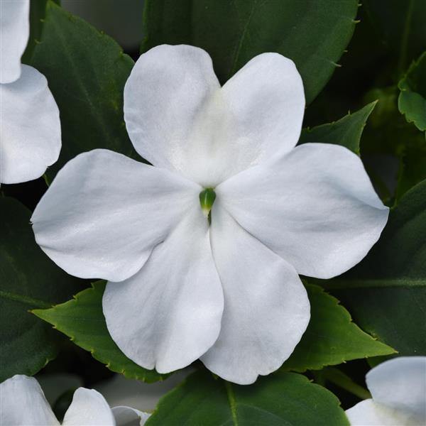 Giant Impatiens Flower Seeds White – Heirloom, Non-GMO, High Germination Seeds