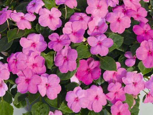 Fleißiges Lieschen Samen Pink – Erbstück, Non-GMO, Hochkeimfähige Samen zum Pflanzen
