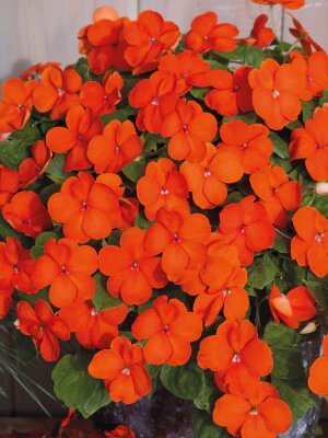 Impatiens Flower Seeds Orange – Heirloom, Non-GMO, High Germination Seeds
