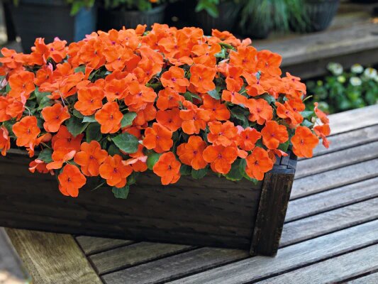 Orange Dipladenia Flower Seeds – Heirloom Non-GMO High Germination Seeds