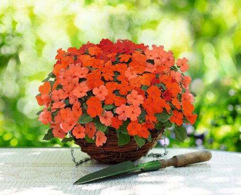 Orange Dipladenia Flower Seeds – Heirloom Non-GMO High Germination Seeds
