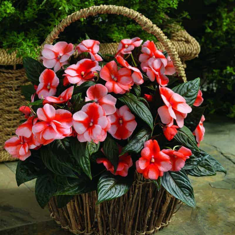 Orange White Impatiens Flower Seeds – Heirloom, Non-GMO, High Germination Seeds