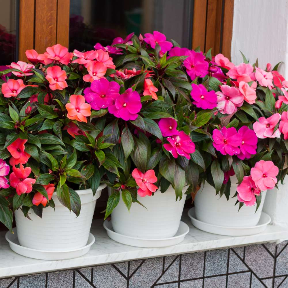 Impatiens Flower Seeds Mixed – Heirloom, Non-GMO, High Germination Seeds