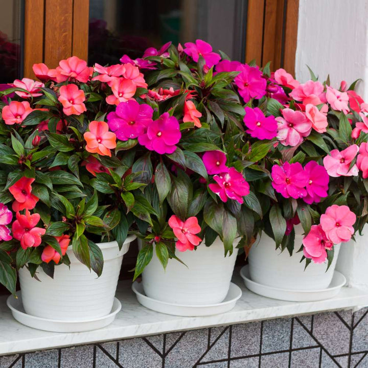Impatiens Flower Seeds Mixed – Heirloom, Non-GMO, High Germination Seeds
