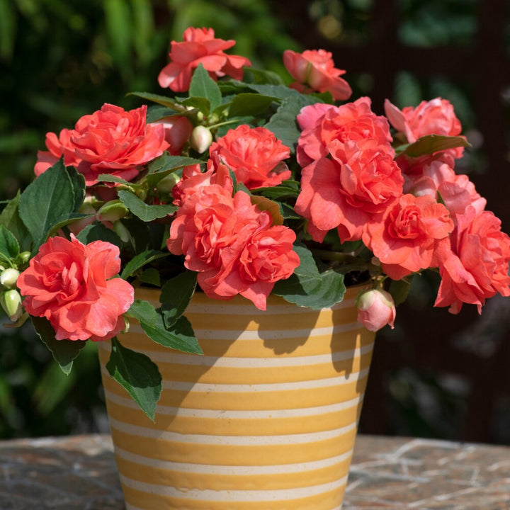 Orange Double Impatiens Flower Seeds – Heirloom, Non-GMO, High Germination Seeds