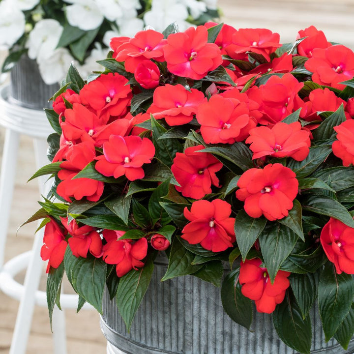 Red Blooming Impatiens Flower Seeds For Planting – Heirloom, Non-GMO, High Germination Organic Garden Seeds