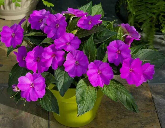 Impatiens Flower Seeds Purple Heirloom Non-GMO High Germination Organic Garden Seeds for Planting