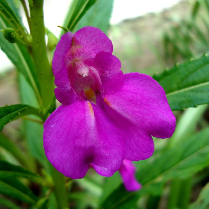 Balsamina Flower Seeds Purple for Planting – Heirloom Non-GMO High Germination Organic Seeds