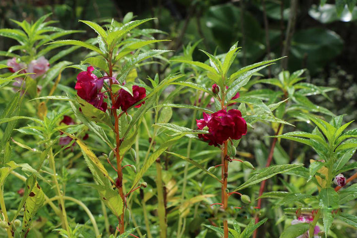 Brown Balsam Flower Seeds for Planting Heirloom Non-GMO High Germination Organic Garden Seeds