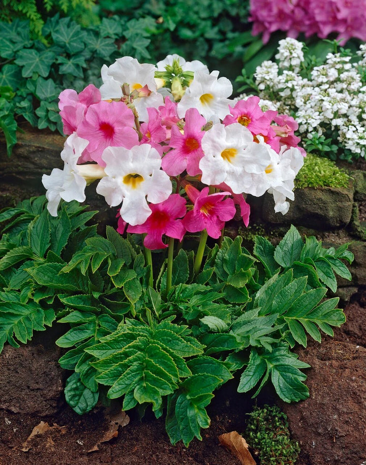 Semillas de Incarvillea Mixta – Herencia, No OGM, Semillas Orgánicas de Alta Germinación para Plantar