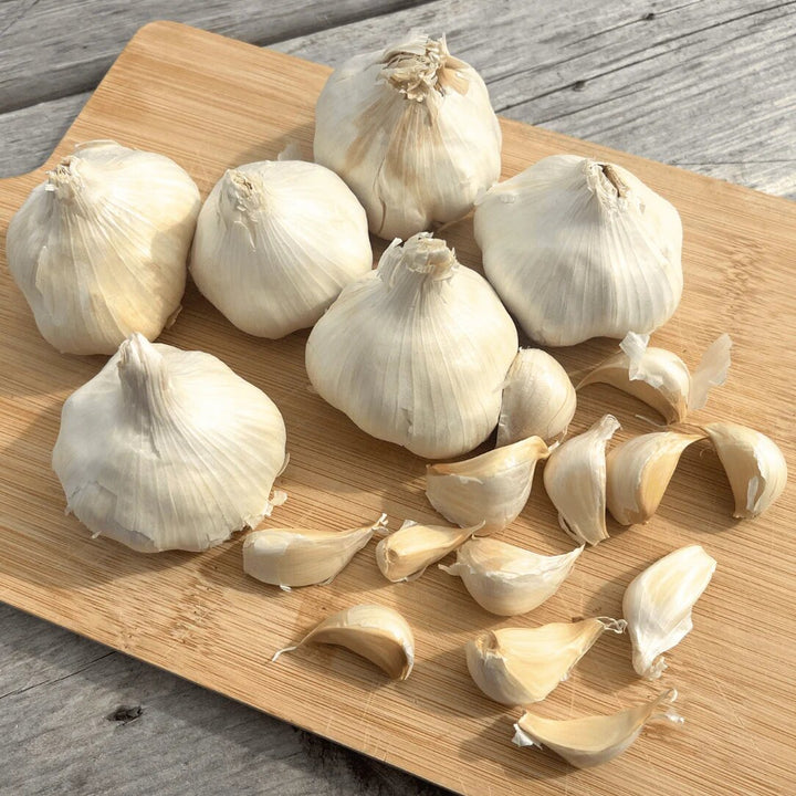 Garlic Softneck Seeds for Planting – Heirloom Non-GMO High Germination Organic Garden Seeds