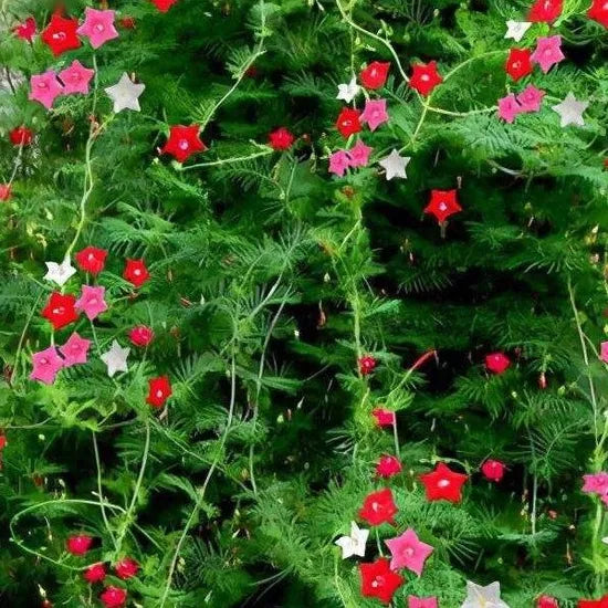 ipomoeaquamoclitheattolerantannulherbflowerheirloomnongmohighgerminationorganicgarden flower seeds