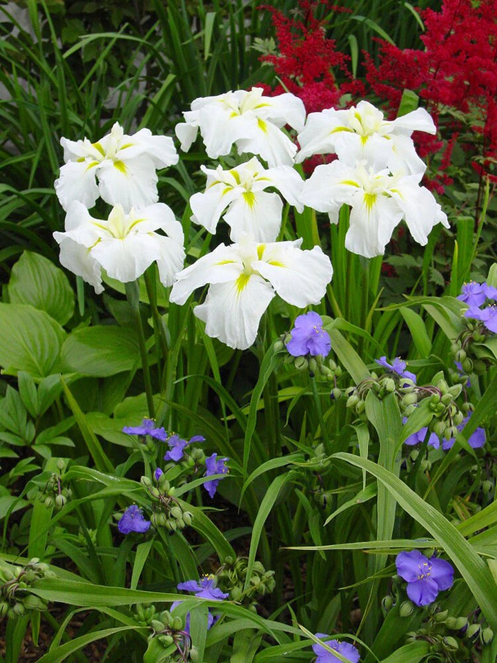 White Ensata Flower Seeds – Heirloom, Non-GMO, High Germination Garden Seeds