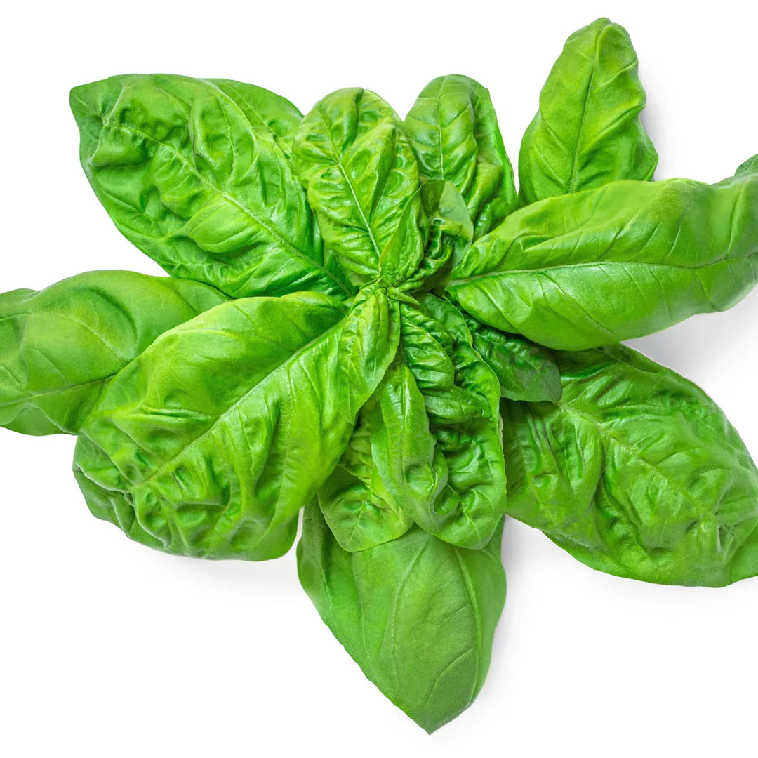 Ocimum Basilicum herb seeds