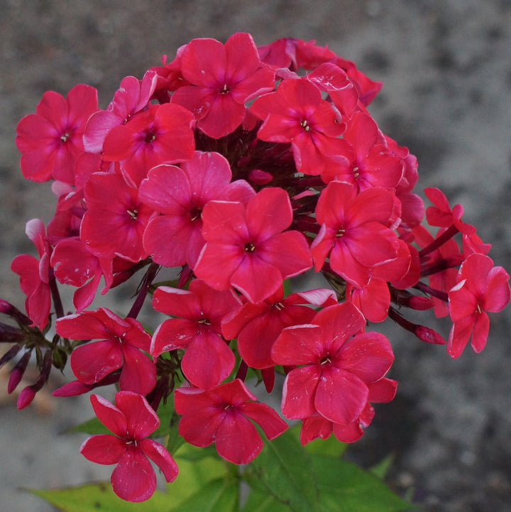 Fresh Red Phlox Flower Seeds – Heirloom Non-GMO High Germination Organic Garden Seeds